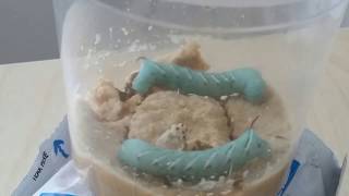 hornworm timelapse going into pupa stage [upl. by Colinson34]