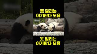 PandaTV 못 말리는 아기판다 모음 [upl. by Leander]