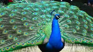 Pavo cristatus  Linnaeus 1758  Phasianidae  Paon bleu [upl. by Tse]