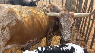 Nguni Cattle Performance on the velt TT BALL NGUNI [upl. by Edea308]