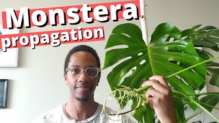 How to propagate a Swiss Cheese Plant  Monstera Deliciosa [upl. by Pinckney]