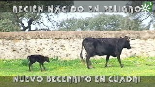 Toros de Cuadri becerro recién nacido en peligro  Toros desde Andalucía [upl. by Anel805]