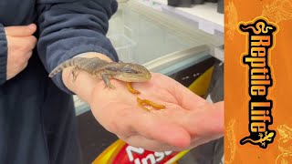 Blue Tongue Lizard Supplies Adelaide  Reptile Life [upl. by Enyak]