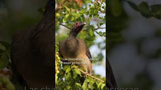 La Chachalaca una ave de los bosques selváticos de Tulum [upl. by Ahsiruam957]