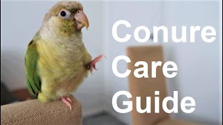 Conure Care Guide  Everything You Need To Know  BirdNerdSophie [upl. by Allebasi708]