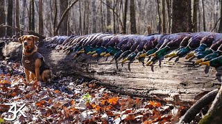 Sunshine and Greenheads  Mississippi Duck Hunting [upl. by Eidnil104]