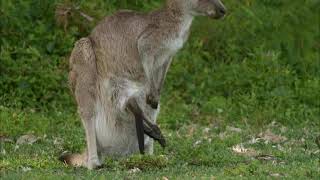 Mommy kanGaroo with baby Joey in the belly Pouch sticking its legs out [upl. by Marguerita605]