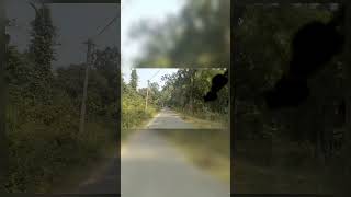 Way to bhimkund bhimkundcar driving WhatsApp status forest  bollywood arijitsinghlifescho0l [upl. by Ytsrik]