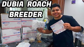 HOW TO PACKAGE 10000 DUBIA ROACHES [upl. by Grosz891]