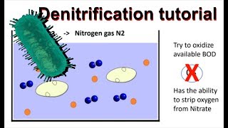 Nitrification amp Denitrification [upl. by Odranreb736]