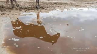 Wet Muddy fields  Easy Horse Care rescue Centre [upl. by Charmian]