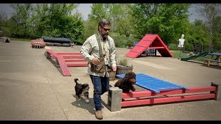 Goldendoodle Labradoodle Bernedoodle Training Session [upl. by Sweeney707]