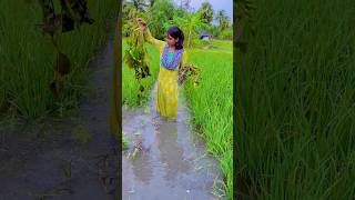 ধানের খেত থেকে পাতলা গাছ আনলাম টবে বসানোর জন্য water lily plant at home [upl. by Balcke]