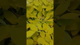 Legium Golden Plant nature relaxingsound garden shortvideo 😌😌 [upl. by Ittak20]