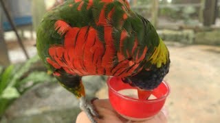 ゴシキセイガイインコ に餌やり体験 OKINAWA フルーツらんど 2019年5月9日 [upl. by Cori]