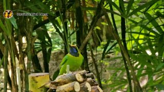 Goldenfronted leafbird bird Eating a banana beautiful birds  Review Bird Nest [upl. by Alfonse]