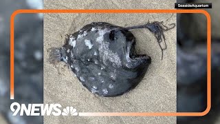 Rare angler fish found on Oregon beach [upl. by Ahcsatan]