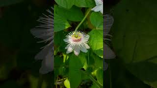 Passion flower anujk88 ramkamal whiteflower passionflower houseplant creeperplant garden [upl. by Ahsikar]