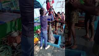 Unbelievable 300 Kg Big Fish Catching amp Process fishing fishingvideos thoondilulagam seafishing [upl. by Caitrin505]