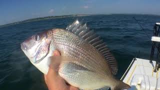 Fishing gardeners bay striped bass bluefish and porgys [upl. by Novihc]