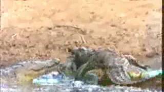 Baboon Vs Crocodile Baboons Destroy CrocodilesBaboons wins [upl. by Hazeefah609]