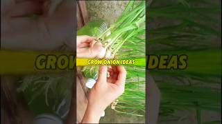 Garlic Exceptional Germination in Water 🧅 রসুন চাষের চমৎকার পদ্ধতি shots onion farming gardening [upl. by Cerveny514]