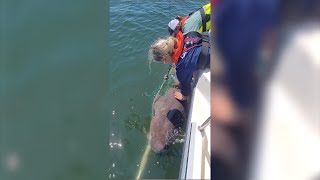 2 shark species found in Puget Sound for 1st time including critically endangered one [upl. by Lehman]