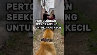 Kebaikan Kecil Seekor Anjing [upl. by Hacissej]