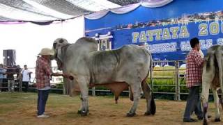 PATTAYA 2009 6th EASTERN CATTLE SHOW 2 [upl. by Airdnal]