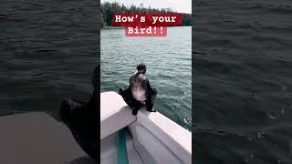 youtubeshorts capbreton boatlife boating boatlifestyle oceanlife cormorant hitchhiking [upl. by Yehudi]