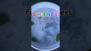 Efecto Marangoni 🐙🖊️ science scienceexperiment scienceforkids toddlers [upl. by Hiroshi]