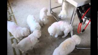 Kuvasz Welpen spielen im Wohnzimmer [upl. by Head]