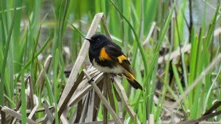 Paruline flamboyante  Mâle qui surveille le nid [upl. by Einhpets]