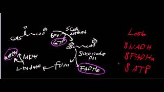 Biochemistry  δaminolevulinic acid δALA Synthase [upl. by Iroak212]