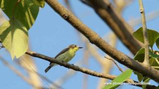 A Singing Flyeater [upl. by Oiluj]