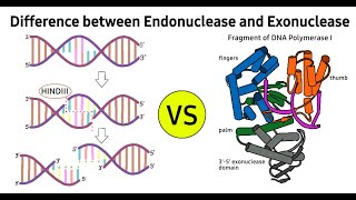 Molecular Biology  Endonuclease Vs Exonuclease  Definition 11 Differences and Examples DoctorDr [upl. by Alamaj]