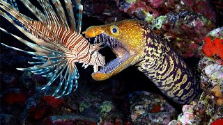 Teaching Eels to Eat Invasive Lionfish [upl. by Eden]