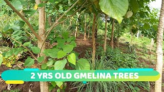 REVISITING THE 2 YEARS OLD GMELINA TREES  StarSchedarTV [upl. by Aneeuqal]