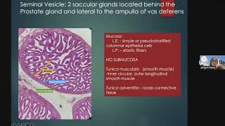 Histology of Male Reproductive System Part 2 [upl. by Oruam523]