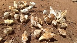 Chickens eating termites  CHICKS GROWTH EP14 [upl. by Son]