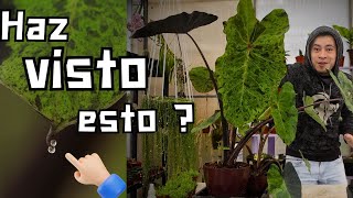 Si SUCEDE Esto en tus Plantas Te FELICITO Eres un JARDINERO PROFESIONAL [upl. by Desdemona]