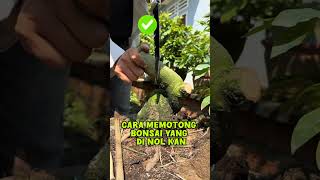 Cara memotong bonsai yang benar bonsai bonsaiideas bonsaiart bonsaitree bonsaidesign tanaman [upl. by Tay]