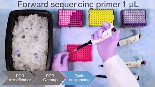 How to Perform Sanger Sequencing [upl. by Quinton]