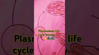 plasmodium street biology diagram class important 12th youtubeshorts  bio class12 ❤️❤️❤️ [upl. by Carolle]