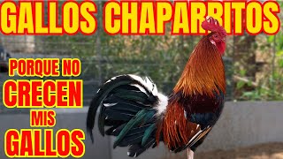 GALLOS CHAPARROS POR QUE NO CRECEN MIS GALLOS [upl. by Beryl]