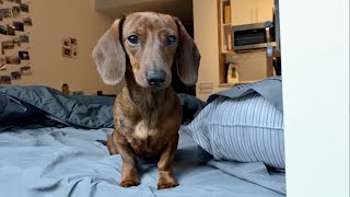 What its like waking up to a mini dachshund [upl. by Bohman]