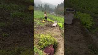 See who has the quickest reaction Funny Rural life I never expected it I will laugh every ti [upl. by Eki]