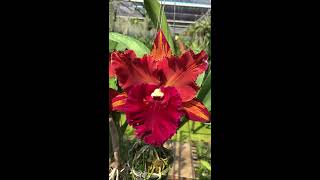 Cattleya RlcHey Song ‘Amazing Thailand’ fantastic mutation from cloning [upl. by How180]