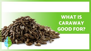 BENEFITS of Caraway ✅ Properties How to Take it and Contraindications [upl. by Anavrin]