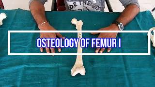 Osteology of femur II Side side determination  Anatomical Position  Attachments  Applied [upl. by Leamsi]